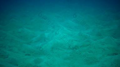 桑迪底蠕虫生活珊瑚礁红色的海埃及3 月 19 日知道阿布达巴布埃及